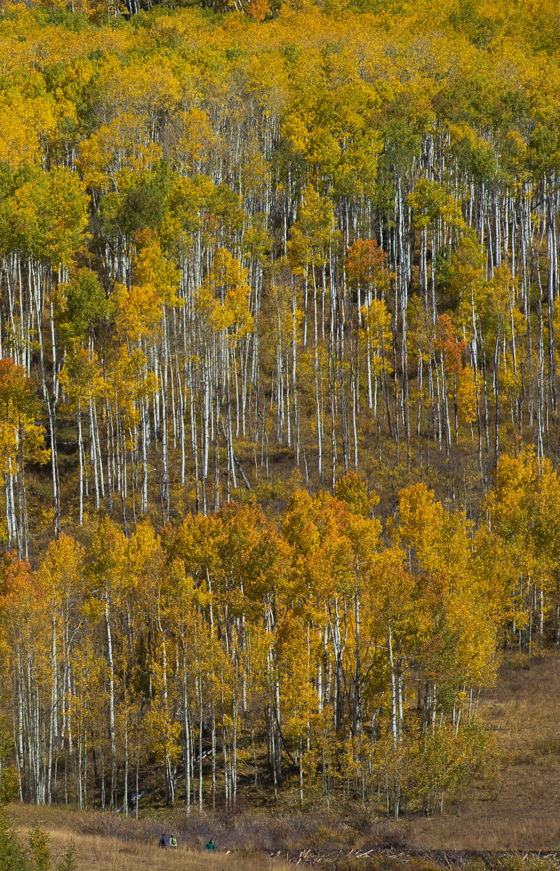 10_06_19 crested butte0848.JPG